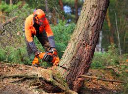 How Our Tree Care Process Works  in  Opa Locka, FL